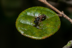 Myrmarachne inermichelis