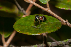 Myrmarachne inermichelis