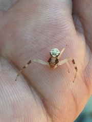 Thomisus spectabilis