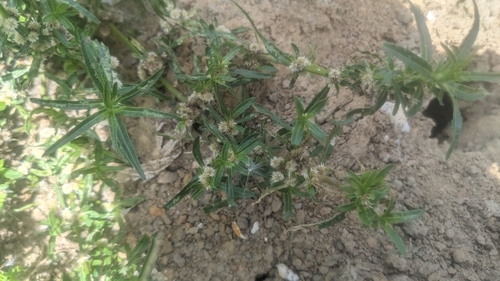 Sessile joyweed (Alternanthera sessilis)
