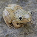 Broadley's Tree Frog - Photo (c) Tomas Chipiri Buruwate, some rights reserved (CC BY-NC), uploaded by Tomas Chipiri Buruwate