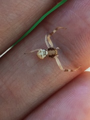 Thomisus spectabilis