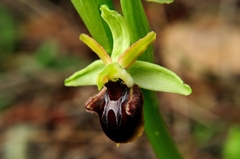 Ophrys sphegodes