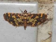 Eurrhyparodes tricoloralis