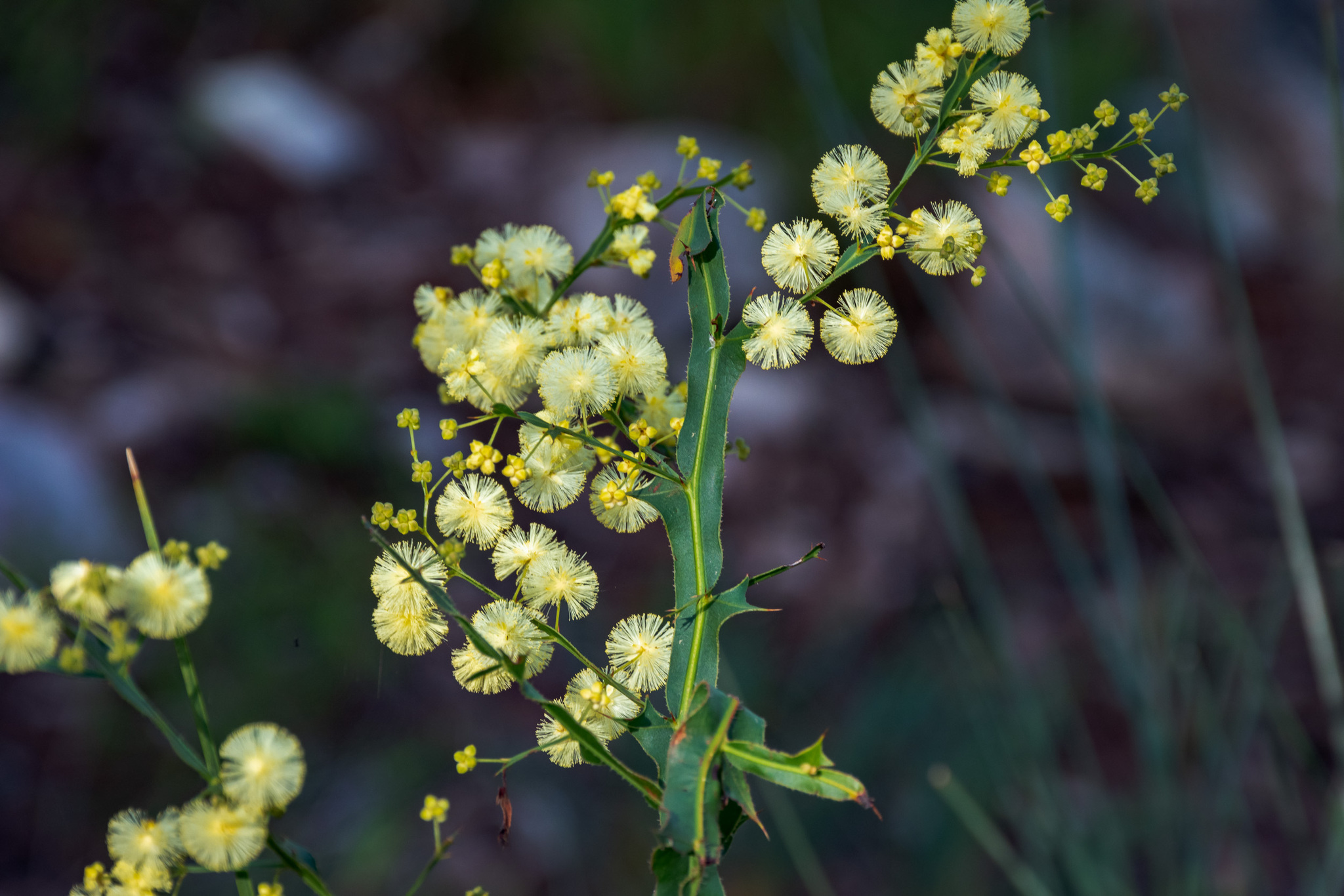 Acacia alata