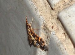Eurrhyparodes tricoloralis