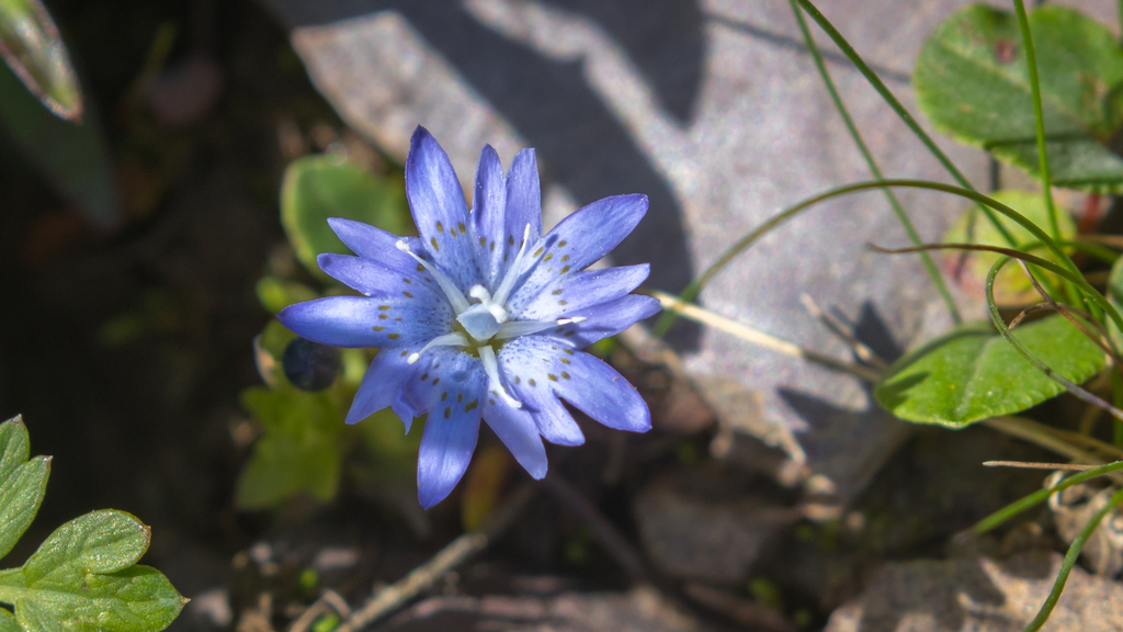 Gentiana aperta