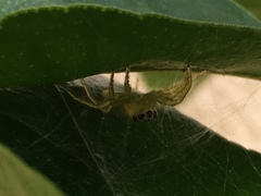 Telamonia