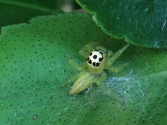 Telamonia