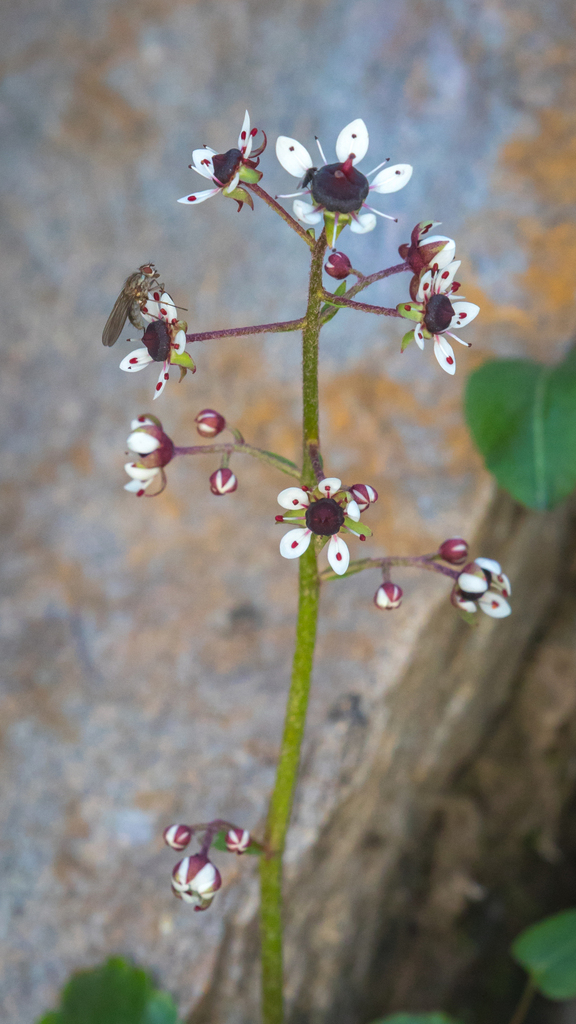 Micranthes atrata