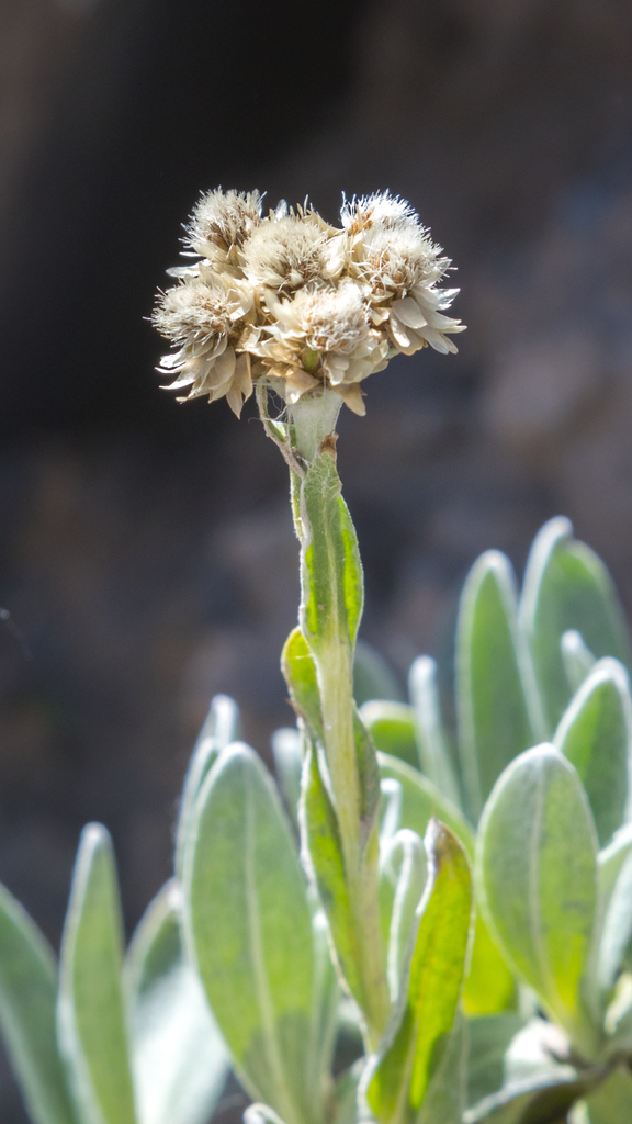 Anaphalis flavescens