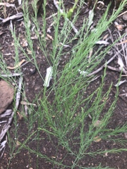 Asparagus virgatus