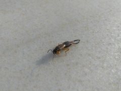 Forficula auricularia