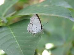 Megisba malaya sikkima