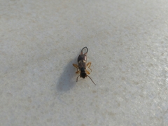 Forficula auricularia