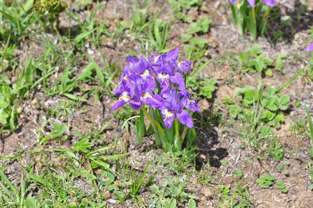 Iris barbatula