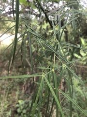 Maerua rosmarinoides