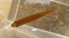 Rasbora steineri