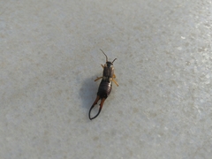 Forficula auricularia