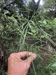 Maerua rosmarinoides