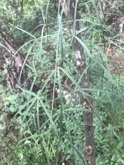 Maerua rosmarinoides