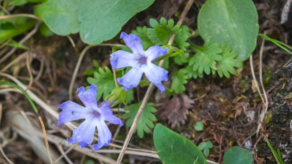 Primula urticifolia