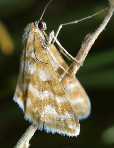 Idaea sericeata