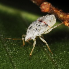 Deraeocoris