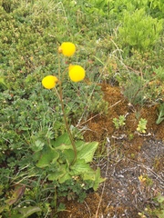 Calceolaria filicaulis