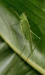 Phaneroptera brevis