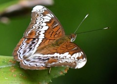 Lebadea martha parkeri