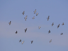 Columba livia domestica