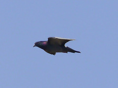 Columba livia domestica