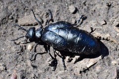 Meloe brevicollis