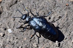 Meloe brevicollis
