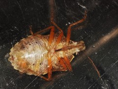Podisus brevispinus