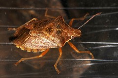 Podisus brevispinus