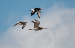 Numenius arquata orientalis