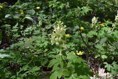 Corydalis cava marschalliana