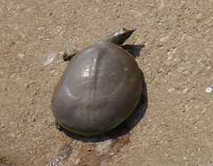Apalone spinifera