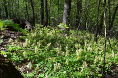 Corydalis cava marschalliana