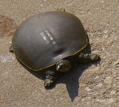 Apalone spinifera