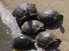 Trachemys scripta elegans