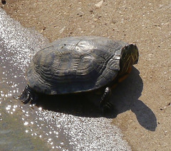 Trachemys scripta elegans