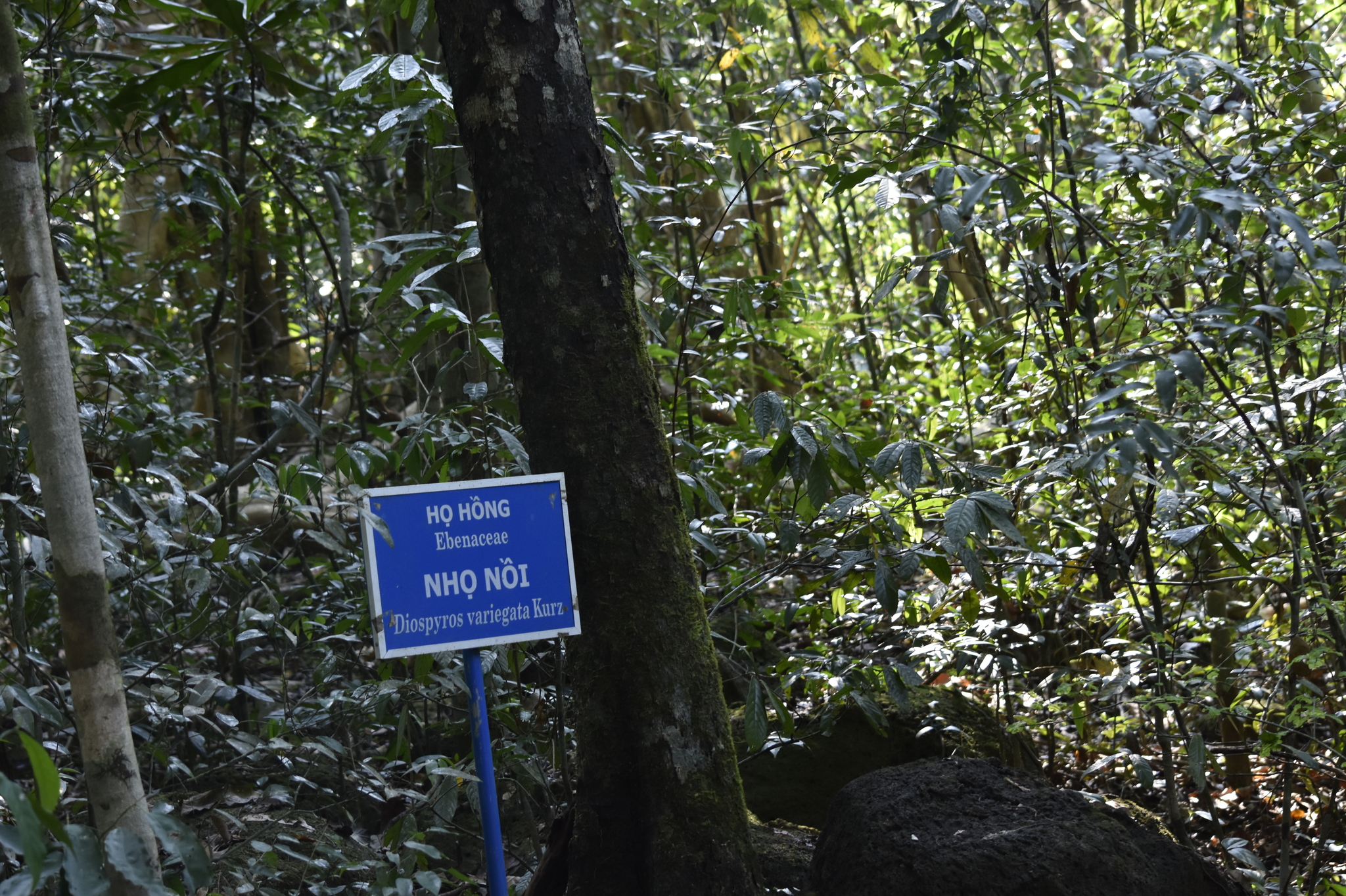 Diospyros variegata — ảnh 2