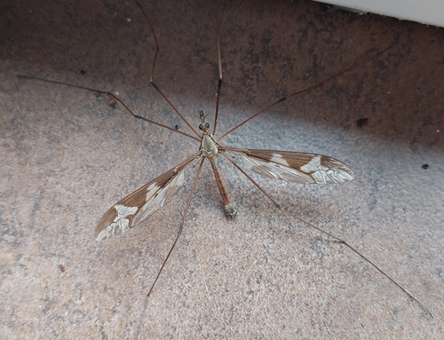 Photo of Giant cranefly (Tipula maxima)