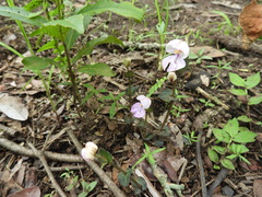 Disperis katangensis
