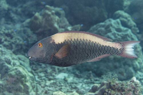Spotted Parrotfish