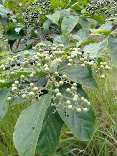 Premna odorata