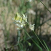 Lathyrus pannonicus collinus - Photo (c) Зеленкова Виктория, some rights reserved (CC BY-NC), uploaded by Зеленкова Виктория